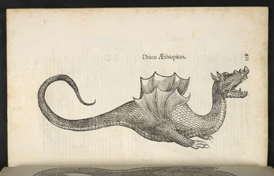 Äthiopischer Drache, 