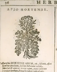 Gartenpetersilie (Petroselinum crispum), Gravur von Castore Durante
