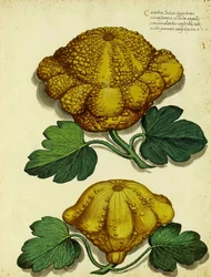 Erbstück-Kürbis von Ulisse Aldrovandi