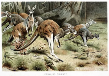 In La vita degli animali