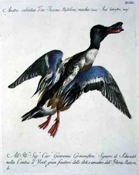Stockente im Flug, ca. 1767-76 (handkolorierte Gravur)
