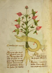 Herba Chavalaritas Romana, spätes 15. Jahrhundert