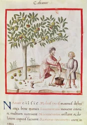 Ms 3054 fol.31 Ernten und Kochen von Kastanien, aus 