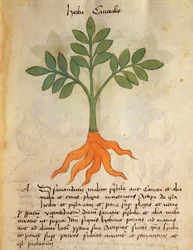 Ms 320 M fol.14r Herba Cancealis, aus 