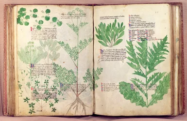 Pflanzen aus De Herbis von Manfredus de Monte Imperiali