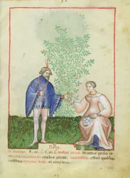 Rosen, aus Tacuinum Sanitatis, ca. 1390-1400