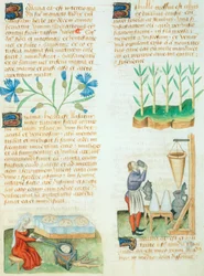 Seite aus dem Tractatus de Herbis von Dioscorides Pedanius