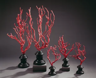 Satz hölzerner Zeichenmodelle, Korallen imitierend, aus der Universität Florenz