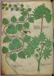Sloane 4016 f.3v Botanische Illustration, ca. 1440