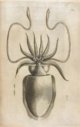 Tintenfisch, Illustration aus 