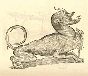 Illustration von Canis monstroso capite aus Aldrovandis Geschichte der Monster, 1642