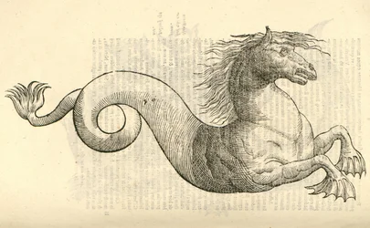 Illustration von Equus marinus monstrosus aus Aldrovandis Geschichte der Monster, 1642