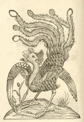 Illustration von Gallus Indicus auritus tridactylus aus Aldrovandis Geschichte der Monster, 1642