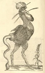 Illustration von Gallus monstrosus aus Aldrovandis Geschichte der Monster, 1642