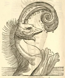 Illustration von Pseudophyseter aus Aldrovandis Geschichte der Monster, 1642