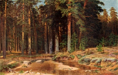 Ein Kiefernhain, 1898, 1939.