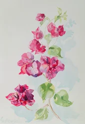 Nr. 2 Bougainvillea Rot