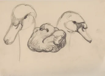 Schwan und Schwanköpfe