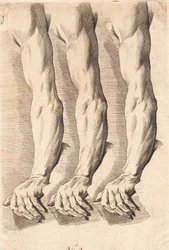 Studienblatt von Armen