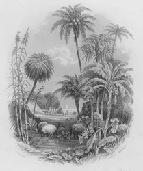 Das Pflanzenreich (farbiger Stich)