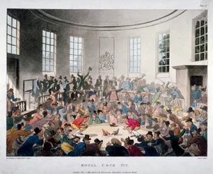 „Königliche Hahnenkampfarena“, 1808