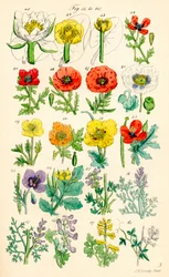 Seite mit Farbabbildungen aus British Wild Flowers nach einem Werk von J. E. Sowerby und C. P. Johnson