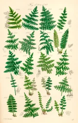 Seite mit Farbabbildungen aus British Wild Flowers nach einem Werk von J. E. Sowerby und C. P. Johnson