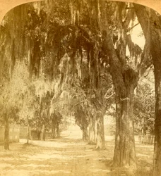 Eingang zu St. Augustine, Florida, USA, 1901