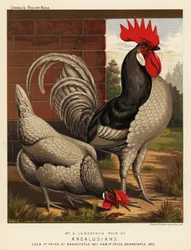 Andalusische Hühner