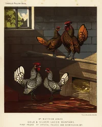 Goldgesäumte und silbergesäumte Bantams, Hahn und Henne