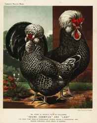 Houdan- oder Poule-de-Houdan-Hahn und -Henne