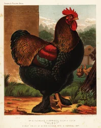Rebhuhn Cochin-Hahn