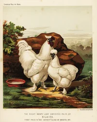 Seidenhahn und Seidenhenne