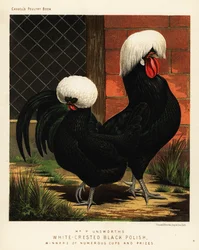 Weißhaubige schwarze Polnische Hühner