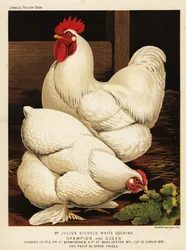 Weißer Cochin-Hahn und weiße Cochin-Henne
