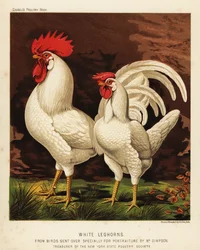 Weiße Leghorn- oder Livorno-Hähne und -Hennen