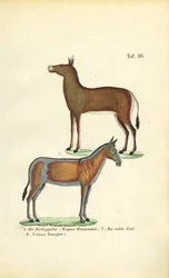 Asiatische Wildpferde: Dziggetai und Onager