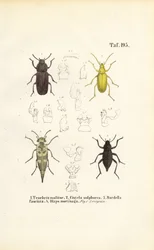 Käfer der Schwarzkäferfamilie