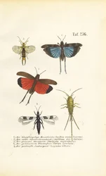 Blauflügelige Heuschrecke, Rotflügelige Heuschrecke und andere Insekten