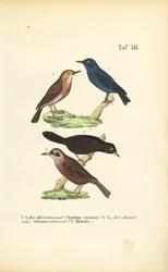Blaumerle und Amsel