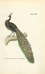 Blauer Pfau