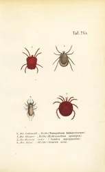 Verschiedene Arten von Milben und Zecken
