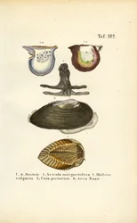 Wirtschaftlich wichtige Muschelarten