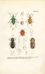 Wirtschaftlich bedeutende Käferarten