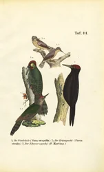 Wendehals, Grünspecht und Schwarzspecht