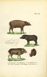 Exotische Schweinearten: Babirusa, Halsbandpekari und Weißbartpekari