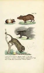 Exotische Nagetiere