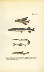 Fliegende Fische, Hecht und Schmerle