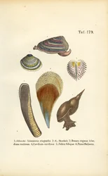Süßwasserschnecken und Meeresmuscheln
