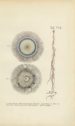 Riesenblaue Knopfqualle und Rote Wurzelqualle